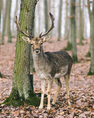 A male of fallow deer with grate antlers in the autumn oak forest.