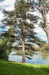 Obraz premium Springtime trees and walks in the British countryside.