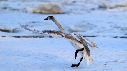 Swan landing on the ice of a frozen river Danube, in Belgrade, Zemun, Serbia.
