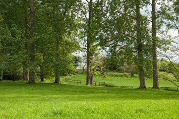 Fototapeta na wymiar Springtime trees and walks in the British countryside.