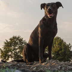 Hund genießt die Ruhe
