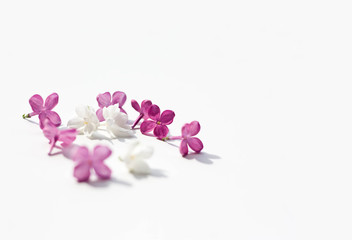 Obraz na płótnie Canvas lilac purple flowers itenderness solated white background women'