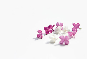 Fototapeta na wymiar lilac purple flowers itenderness solated white background women'