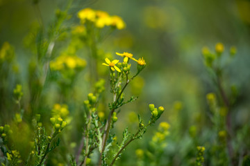 Fototapeta premium Little yellow wild flowers in spring steppes