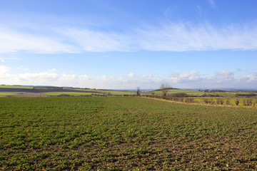 Fototapeta na wymiar scenic rapeseed fields