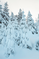 Winter Ukrainian Carpathian Mountains landscape.
