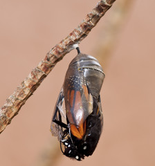 Black and orange monarch butterfly close up emerging from a clear chrysalis against a light tan...
