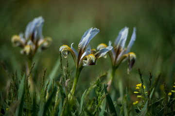 Flowers of wild iris in spring steppes