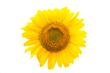 Fototapeta premium Sunflower flower