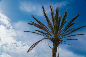 Palm tree and clear blue sky with some clouds