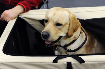 Labrador Retriever at dog show, Moscow.