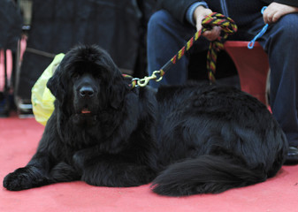 Newfoundland at dog show, Moscow.