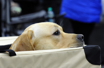Labrador Retriever at dog show, Moscow.