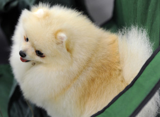 Pomeranian at dog show, Moscow.