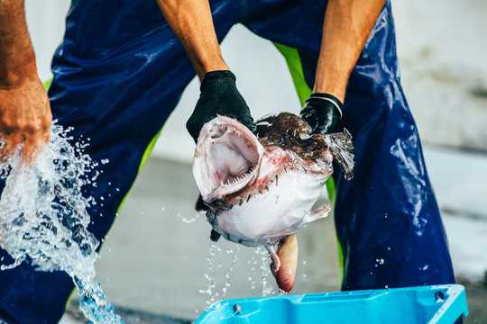 Man holding a monkfish