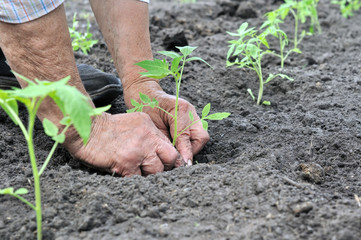 farmer's hands  planting a tomato seedling