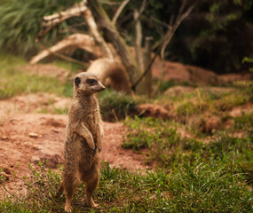 Erdmännchen im Leipziger Zoo