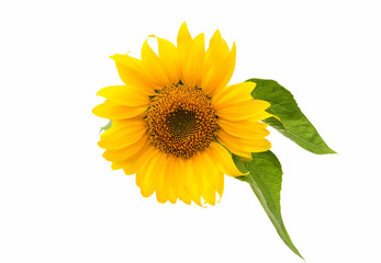 Naklejka premium Sunflower flower