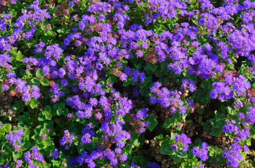 purple flowers, green leaves as a hedge