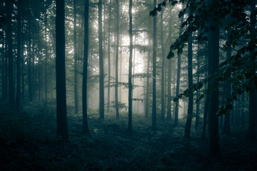 Obraz premium Straszny i przerażający las