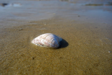 Shells in the sand on the seashore