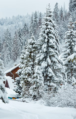 Winter fir forest in Ukrainian Carpathian Mountains.