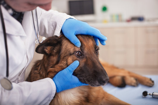 veterinarian examine dog eyes in pet clinic,early detection and