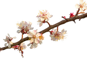 Flowering branch of apricot tree on a white background