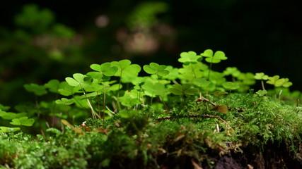 Klee Pflanze Natur Wald Makro Gegenlicht Lichtstimmung Blatt Kleeblätter Kleeblatt