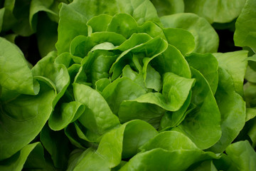 Growing organic vegetables,Non-toxic vegetable grown.