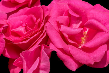 Naklejka premium Flowers of pink roses on a black background, macro