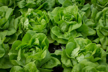 Growing organic vegetables, Non-toxic vegetable is grown. Vegetable garden, green garden .Vegetable garden, green garden..