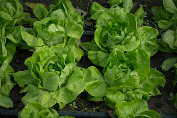 Growing organic vegetables,Non-toxic vegetable grown.