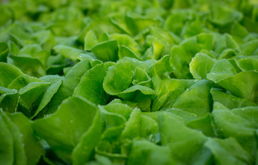 Growing organic vegetables,Non-toxic vegetable grown.