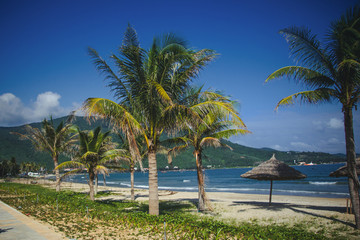 Fototapeta na wymiar Palm tree on the coastline in Danang in Vietnam