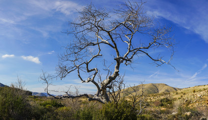 Growth in the Mojave Desert in California's Angeles National Forest.