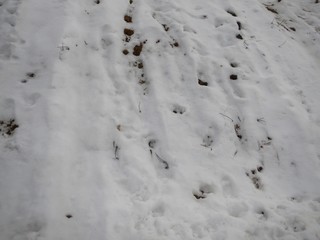 winter season in a forest with snow