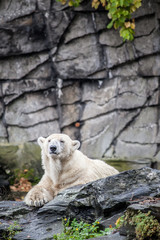 Icebear - Real and big animals really close. Walking in the zoo of Berlin.