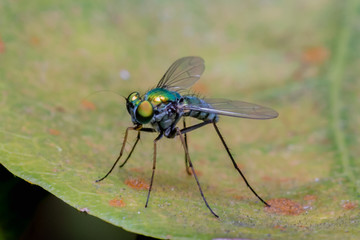 Small Flying Insect