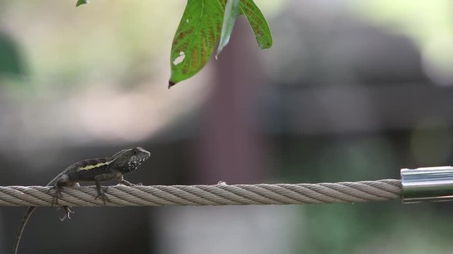 Swinhoe's Japalura in tree, Japalura swinhonis, is a lizard species endemic to Taiwan, garden at the Taiwan Daan Forest Park in Taipei-Dan