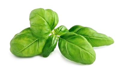 Fresh basil leaves isolated .