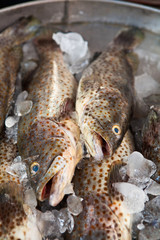 Fresh Grouper fish on ice