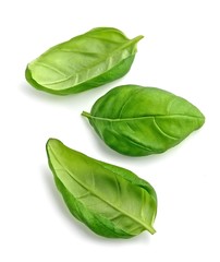 Fresh basil leaves isolated.