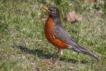 Waukehsa, Fox River, Wisconisn 