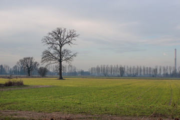 campagna in inverno
