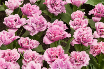 Fototapeta premium The Keukenhof, Dutch Public Spring Flowers Garden, Lisse, Zuid H
