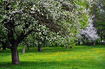 Part of an old apple orchard blooming and green grass