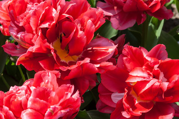 The Keukenhof, Dutch Public Spring Flowers Garden, Lisse, Zuid H