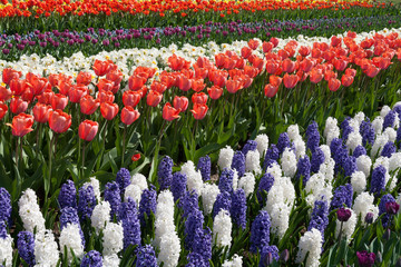 The Keukenhof, Dutch Public Spring Flowers Garden, Lisse, Zuid H