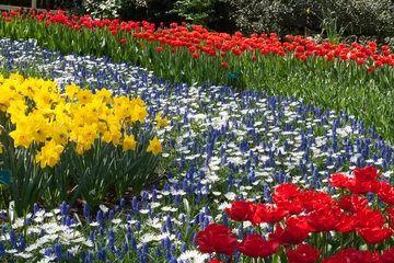 Foto op Canvas The Keukenhof, Dutch Public Spring Flowers Garden, Lisse, Zuid H © Laurens